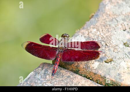 Ripresa macro di una libellula rossa rimanere sul ramo in estate Foto Stock