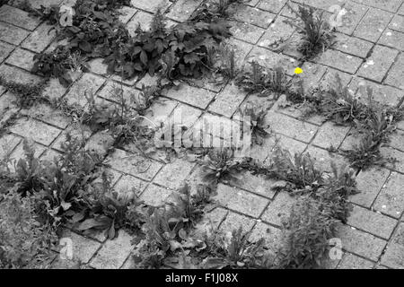 Erbacce crescere attraverso fessure tra pietre per pavimentazione in un urbano giardino frontale England Regno Unito Foto Stock