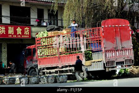 Pengzhou, Cina: i lavoratori carico di un autocarro di trasporto con appena raccolto il cavolo cinese a un agricoltore di co-mercato operativa Foto Stock