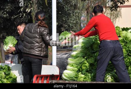 Pengzhou, Cina: Donna caricamento appena raccolto cavolo cinese dal suo piccolo motociclo carrello per un carrello di grandi dimensioni Foto Stock