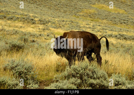 Immagini della Buffalo mandria da Hayden Valley, nel Parco Nazionale di Yellowstone, WY. Foto Stock