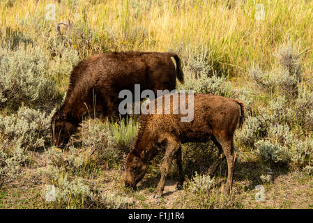 Immagini della Buffalo mandria da Hayden Valley, nel Parco Nazionale di Yellowstone, WY. Foto Stock