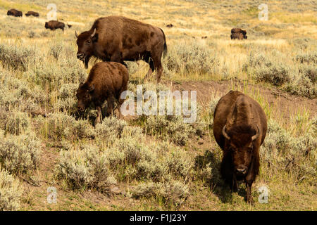 Immagini della Buffalo mandria da Hayden Valley, nel Parco Nazionale di Yellowstone, WY. Foto Stock