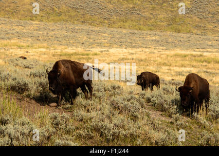 Immagini della Buffalo mandria da Hayden Valley, nel Parco Nazionale di Yellowstone, WY. Foto Stock