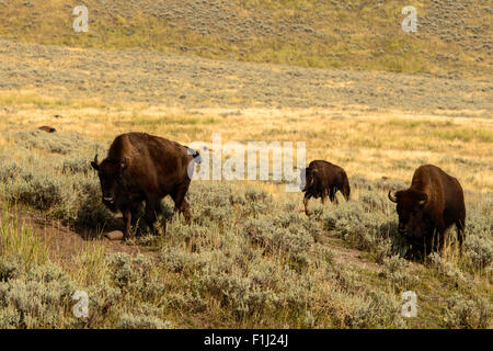 Immagini della Buffalo mandria da Hayden Valley, nel Parco Nazionale di Yellowstone, WY. Foto Stock