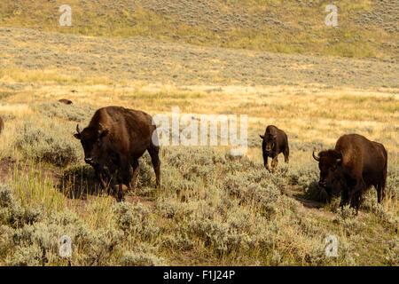 Immagini della Buffalo mandria da Hayden Valley, nel Parco Nazionale di Yellowstone, WY. Foto Stock