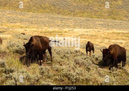 Immagini della Buffalo mandria da Hayden Valley, nel Parco Nazionale di Yellowstone, WY. Foto Stock