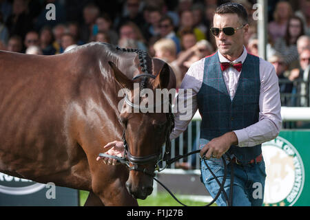 Stamford Lincs, Regno Unito. Il 2 settembre, 2015. Paolo Tapner (AUS) presenta Vanir Kamira [#22] alla prima ispezione vet. La Land Rover Burghley Horse Trials 2015 Credit: stephen Bartolomeo/Alamy Live News Foto Stock