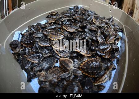 Sea Turtle neonati sono posti in contenitori da membri di Gumbo-Limbo Centro Natura prima di essere rilasciato all'Oceano Atlantico Luglio 27, 2015 in Boca Raton, Florida. Un totale di 624 neonati caretta, nove tartarughe marine verdi, tre capretti ferri corti e un posto hatchling hawksbill sono stati rilasciati dalla Guardia Costiera e Gumbo-Limbo Centro Natura. Foto Stock