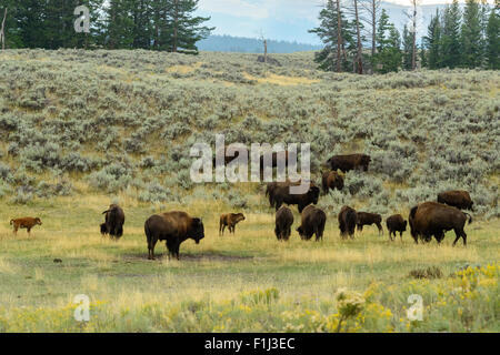 Immagini della Buffalo mandria da Hayden Valley, nel Parco Nazionale di Yellowstone, WY. Foto Stock