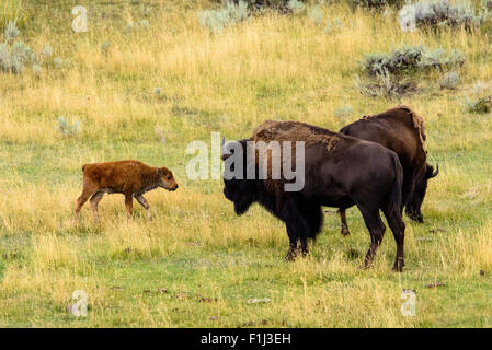 Immagini della Buffalo mandria da Hayden Valley, nel Parco Nazionale di Yellowstone, WY. Foto Stock