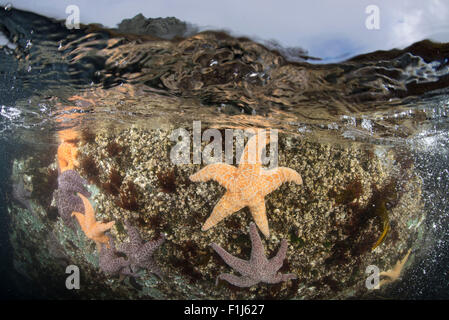 Oltre al di sotto, split shot di ocra stelle di mare, Pisaster ochraceus, in intertidal in Alaska Foto Stock