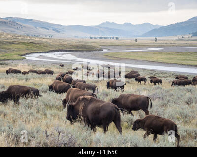 Una mandria di bisonti (Buffalo) passeggiate e il pascolo lungo Soda Butte Creek nel Parco Nazionale di Yellowstone. Foto Stock