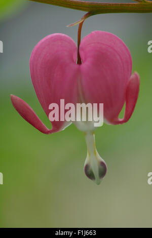 È facile vedere dove il cuore di sanguinamento (Lamprocapnos spectabilis) fiore prende il suo nome. Foto Stock