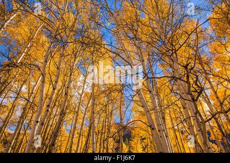 Orange Aspen alberi. Rientrano in Colorado, Stati Uniti d'America. Foto Stock