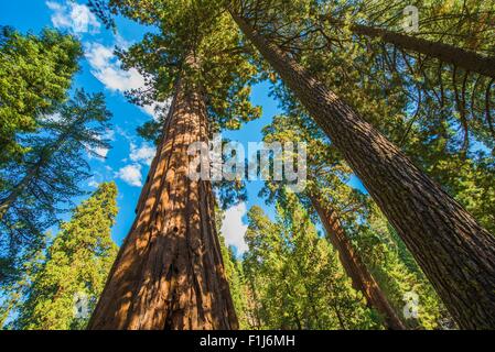 Sequoie giganti nel Parco Nazionale di Sequoia in California, Stati Uniti d'America. Foto Stock