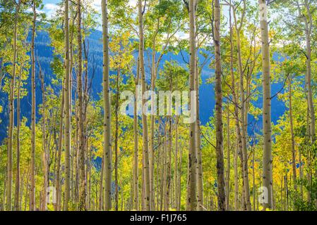 Verde Giallo Aspen alberi paesaggio nei pressi di Aspen, Colorado, Stati Uniti. Autunno in Colorado. Foto Stock