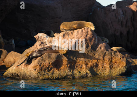 Messico, Baja, Lapaz, Espiritu Santo. I leoni di mare a prendere il sole sulle rocce. Foto Stock