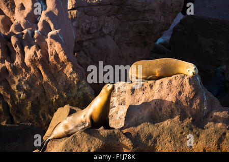 Messico, Baja, Lapaz, Espiritu Santo. I leoni di mare a prendere il sole sulle rocce. Foto Stock