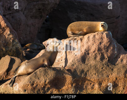 Messico, Baja, Lapaz, Espiritu Santo. I leoni di mare a prendere il sole sulle rocce. Foto Stock