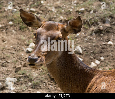 Red Deer hind in piedi in un campo Foto Stock