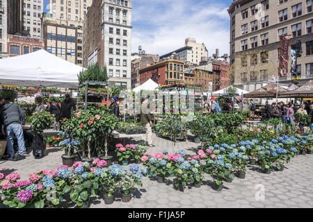 L'Unione agricoltori Piazza Greenmarket fiorisce in primavera con la fioritura delle piante destinate a New York terrazze tetti fire fuoriesce Foto Stock