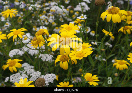 Prato di fiori selvaggi in Bloom, mais Le calendule - Glebionis Segetum Foto Stock