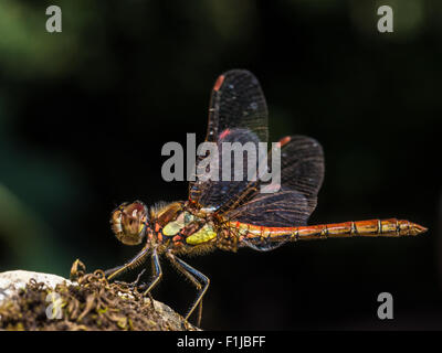 Una macro ritratto di un sympetrum striolatum Libellula Foto Stock