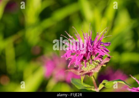 Il bergamotto selvatico o bee balsamo. Monarda fistulosa. Foto Stock