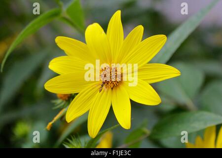 Girasole di bosco con hoverfly. Foto Stock