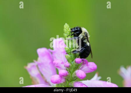 Bumble ape su germoglio di fiori di pianta obbediente Foto Stock