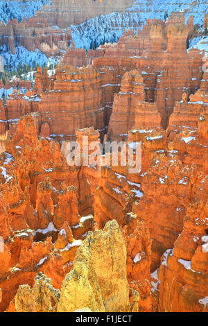 La luce del mattino sulla città silenziosa hoodoos come osservato da Rim Trail vicino al punto del tramonto si affacciano nel Parco Nazionale di Bryce Canyon dello Utah Foto Stock