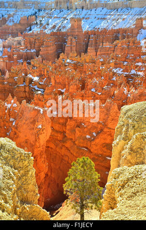 La luce del mattino sulla città silenziosa hoodoos come osservato da Rim Trail vicino al punto del tramonto si affacciano nel Parco Nazionale di Bryce Canyon dello Utah Foto Stock