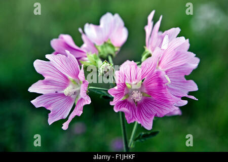 Malva alcea (maggiore muschio-malva, cut-lasciava malva, vervain mallow o hollyhock malva) Foto Stock