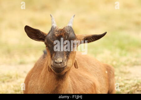 Primo piano di una capra marrone posa rilassata nel cantiere di fattoria Foto Stock
