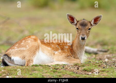 Giovane daino vitello ( dama dama ) rilassante sull'erba di una radura Foto Stock