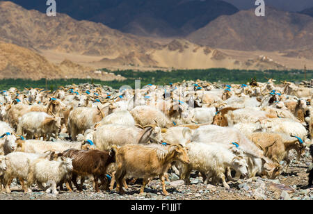 Un gregge di capre e pecore al pascolo è su una collina sopra la valle di Indus, Stock, Jammu e Kashmir India Foto Stock