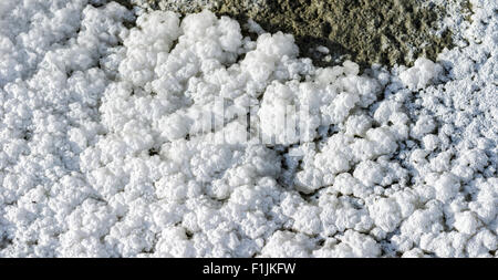 I cristalli di sale in forme diverse si trovano a Tso Kar, una fluttuazione di Salt Lake, 4,530 m, area Changtang, Thukje Foto Stock