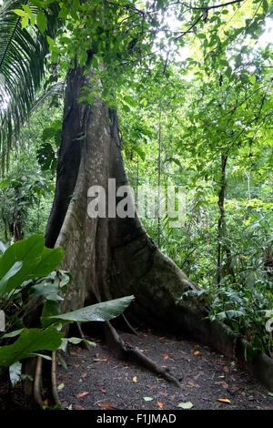 Radici quadrate di un albero gigante in Carara National Park, Costa Rica, l'America centrale. Alberi, jungle, foresta, foresta pluviale, natura Foto Stock