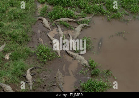 American coccodrilli, animali selvatici sulla riva del fiume, la fauna selvatica, rettili. Rio Tarcoles, Costa Rica. Vista da "ponte del coccodrillo" Foto Stock