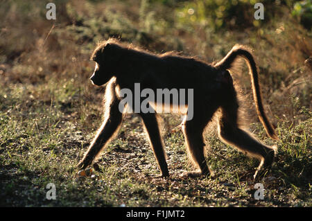 Chacma baboon camminare a carponi, Parco Nazionale Kruger, Mpumalanga, Sud Africa Foto Stock