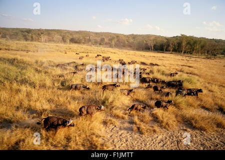 Buffalo mandria Parco Nazionale Kruger Mpumalanga, Sud Africa Foto Stock