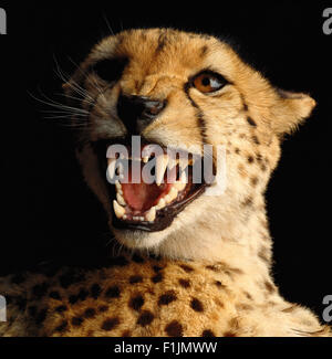 Ritratto di ghepardo ululano Foto Stock