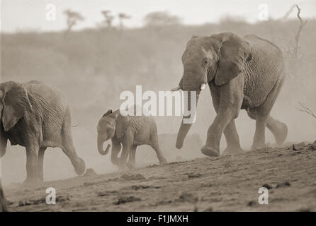 Tre elefanti in esecuzione, Africa Foto Stock