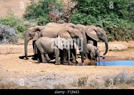 Gli elefanti africani a Waterhole Addo Elephant National Park Capo orientale, Sud Africa Foto Stock