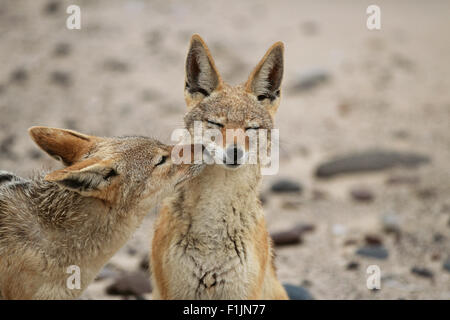 Black-Backed sciacalli lo sniffing, Namibia, Africa Foto Stock