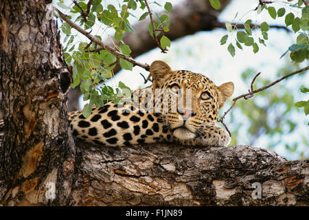 Leopard in appoggio nella struttura ad albero Foto Stock