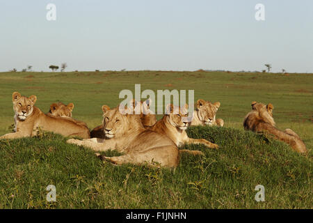 Pride of Lions Foto Stock