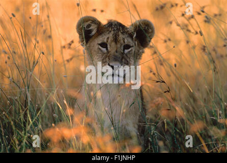 Ritratto di Lion Cub in erba alta Foto Stock