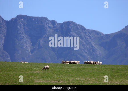 Pecora che pascola in campo, mountain in background Foto Stock